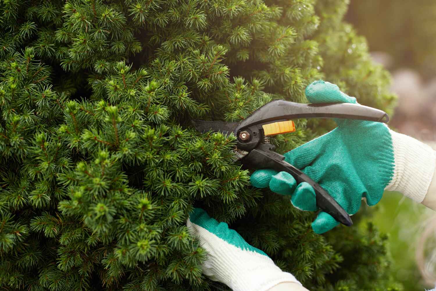 Best Local Tree Services  in Beach City, TX